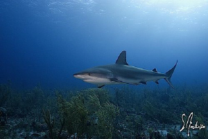 This image was taken at Christmas during a dive with Stua... by Steven Anderson 